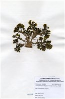 藏品(多扇藻)的圖片